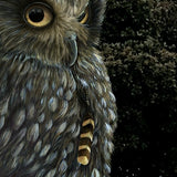 Boxed Aet print of Ruru (morepork) owl. 