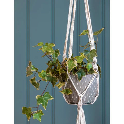 Hanging plant in a macrame holder against a blue wall