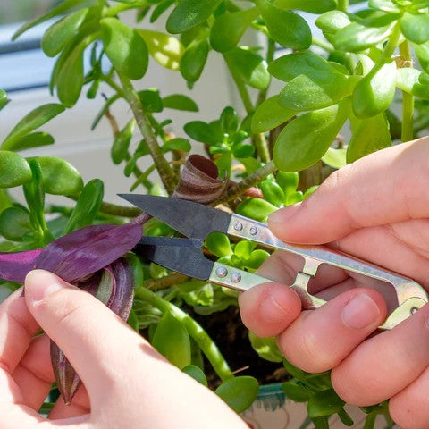 Mini snips for deheading roses