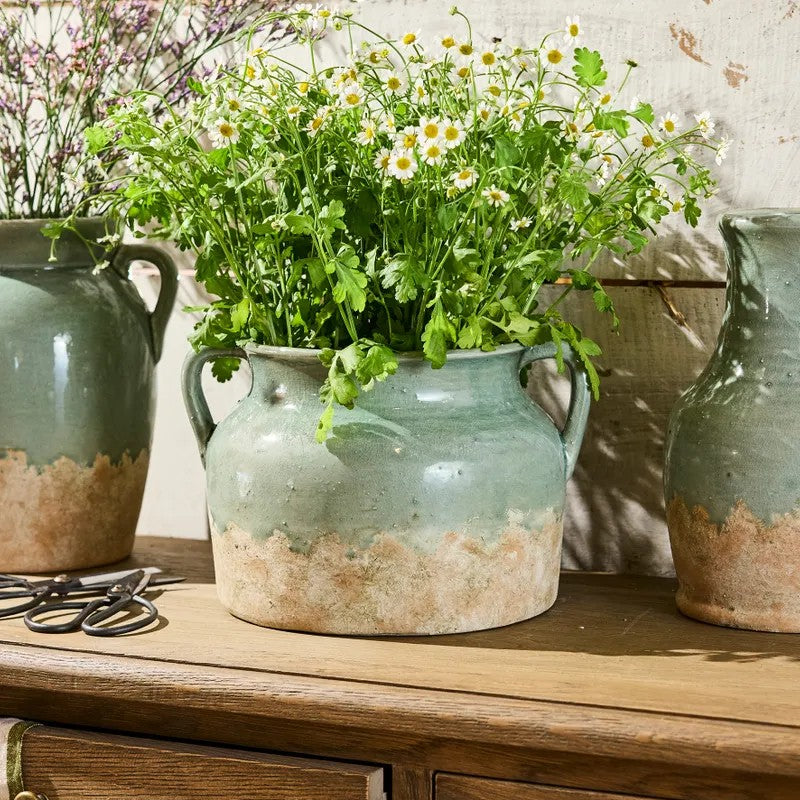Three rustic ceramic pots with plants on a wooden surface